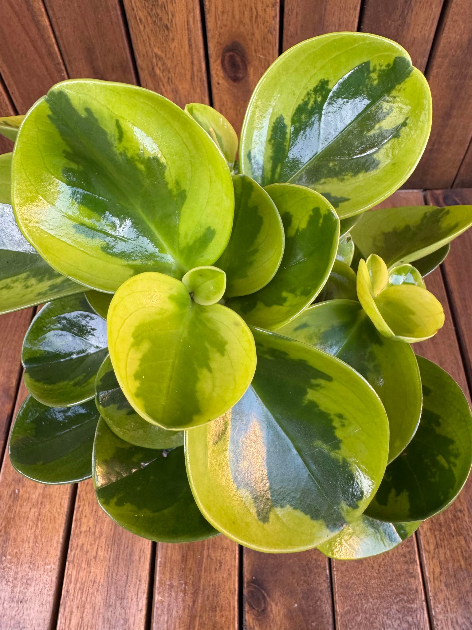 Peperomia Lemon LIme