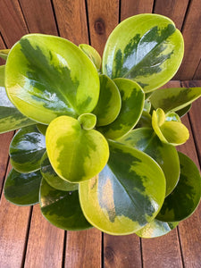 Peperomia Lemon LIme