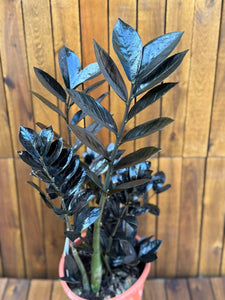 Zamioculcas Raven