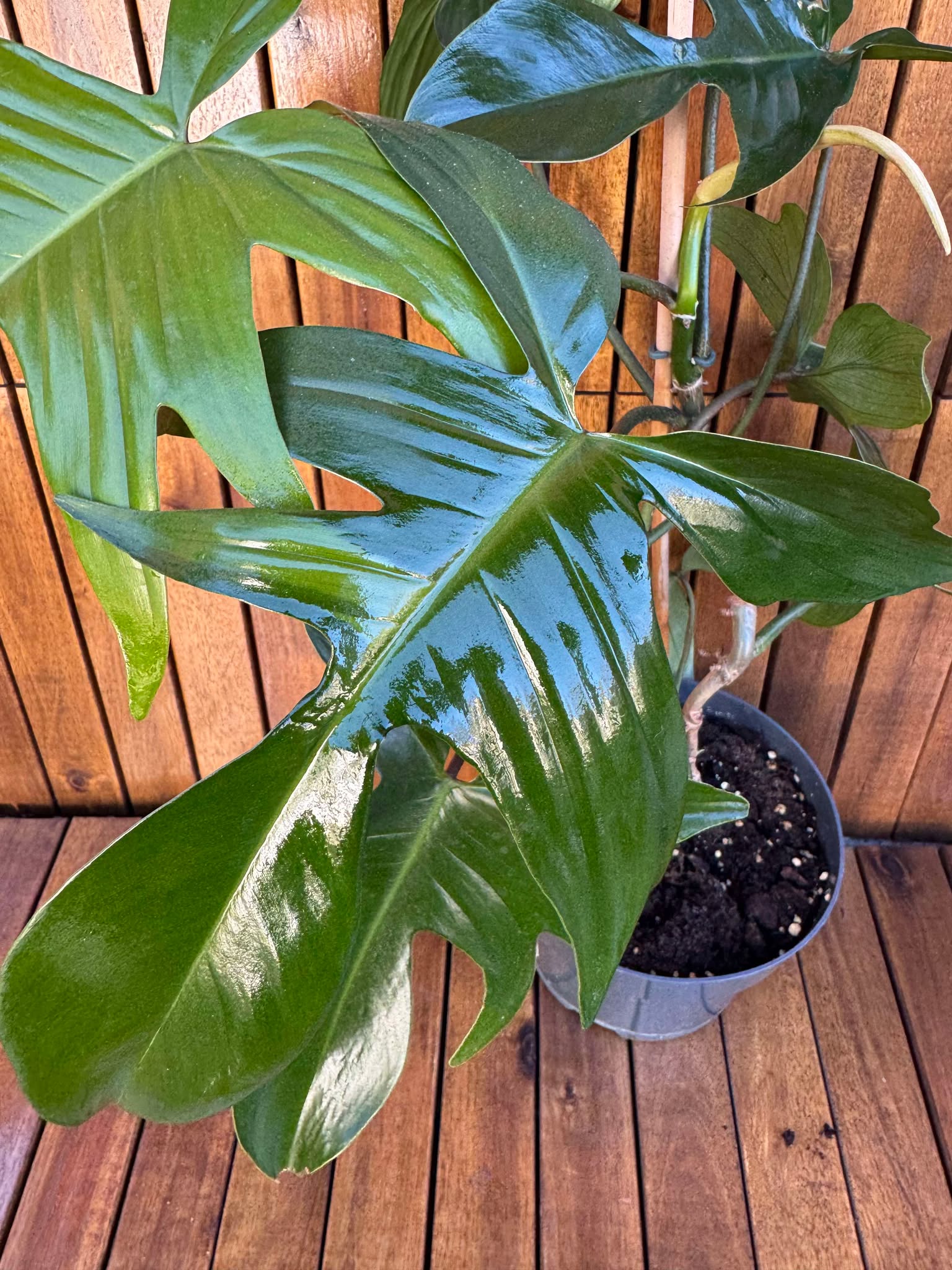 Philodendron Green Florida (exemplarul din foto)