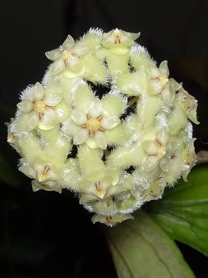 Hoya Erythrina