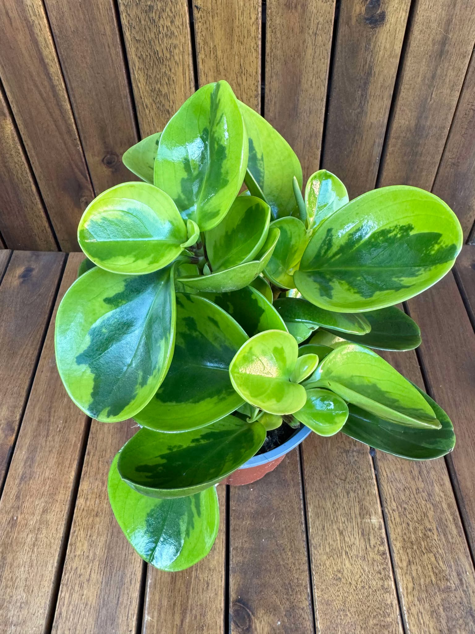 Peperomia Lemon LIme