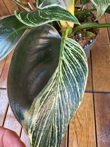 Philodendron Birkin Rojo Congo