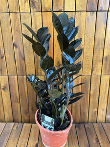 Zamioculcas Raven