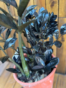 Zamioculcas Raven