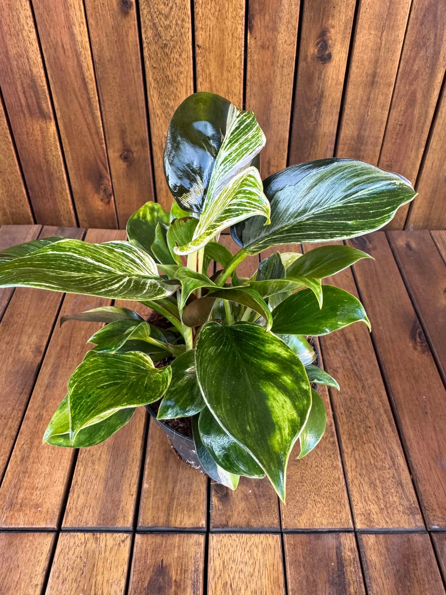 Philodendron Birkin Rojo Congo