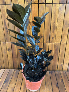 Zamioculcas Raven