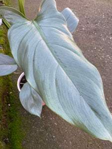 Philodendron Silver Queen