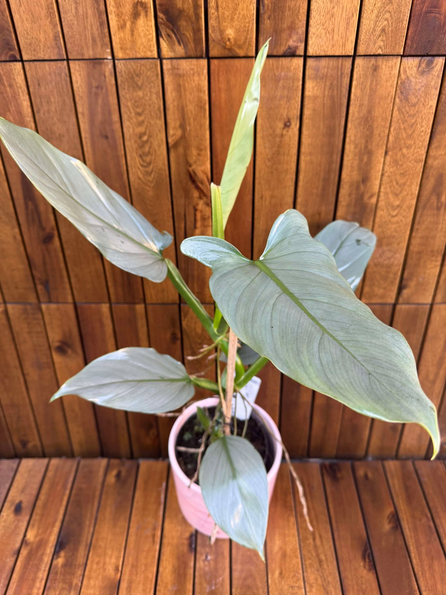 Philodendron Silver Queen