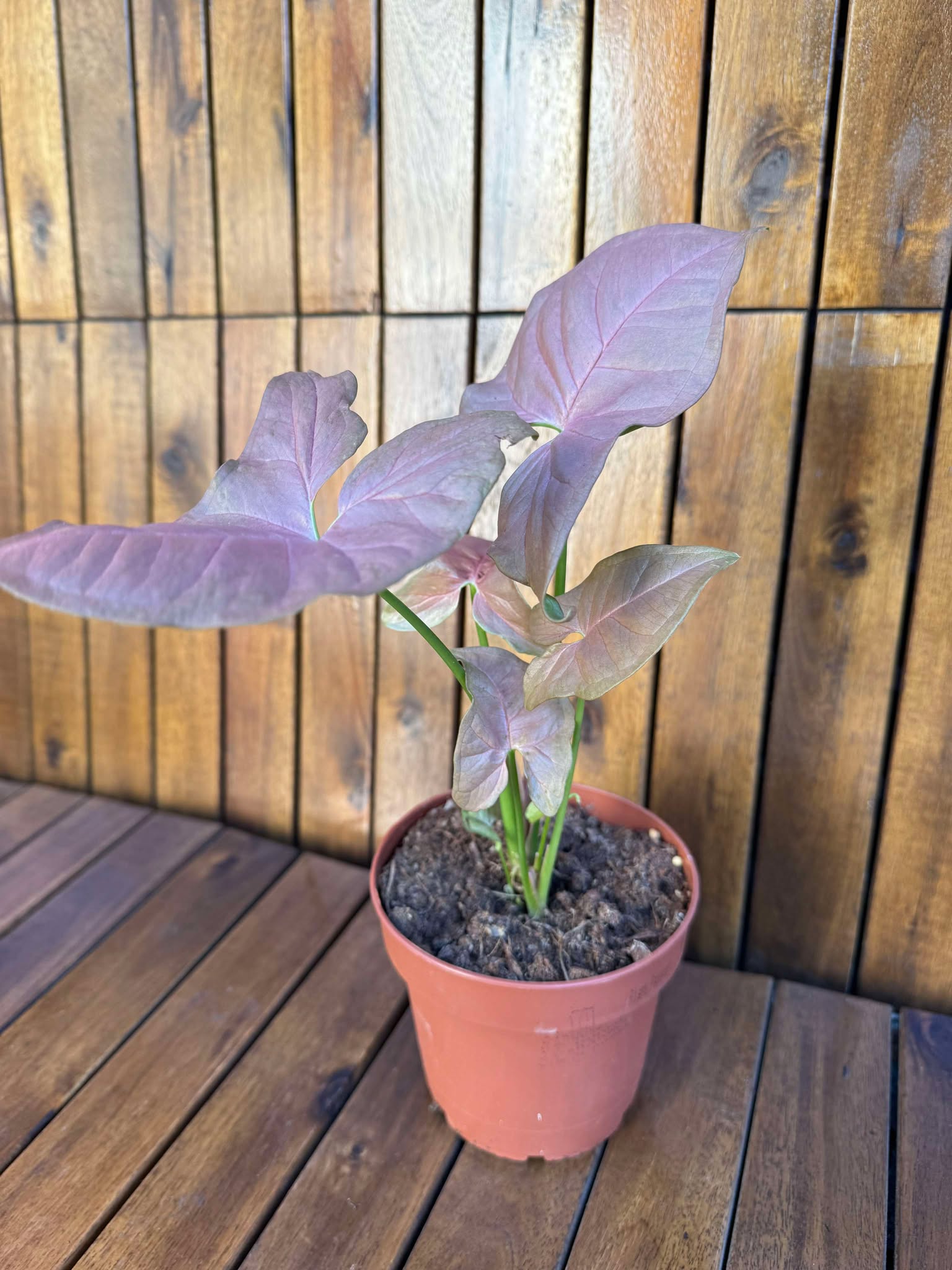 Syngonium Red Heart (exemplarul din foto)