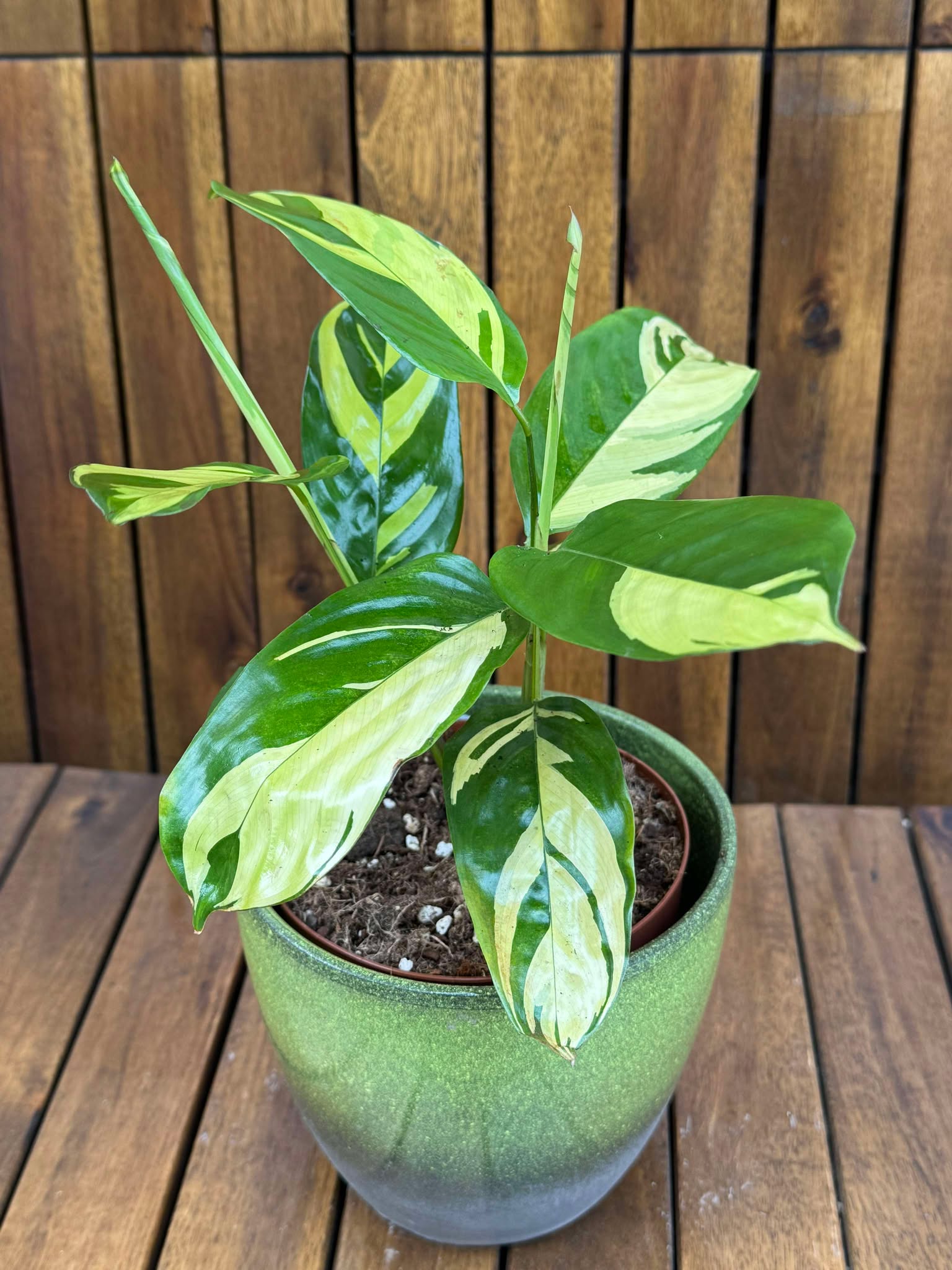 Ctenanthe Pilosa Golden Mosaic