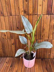 Philodendron Silver Queen