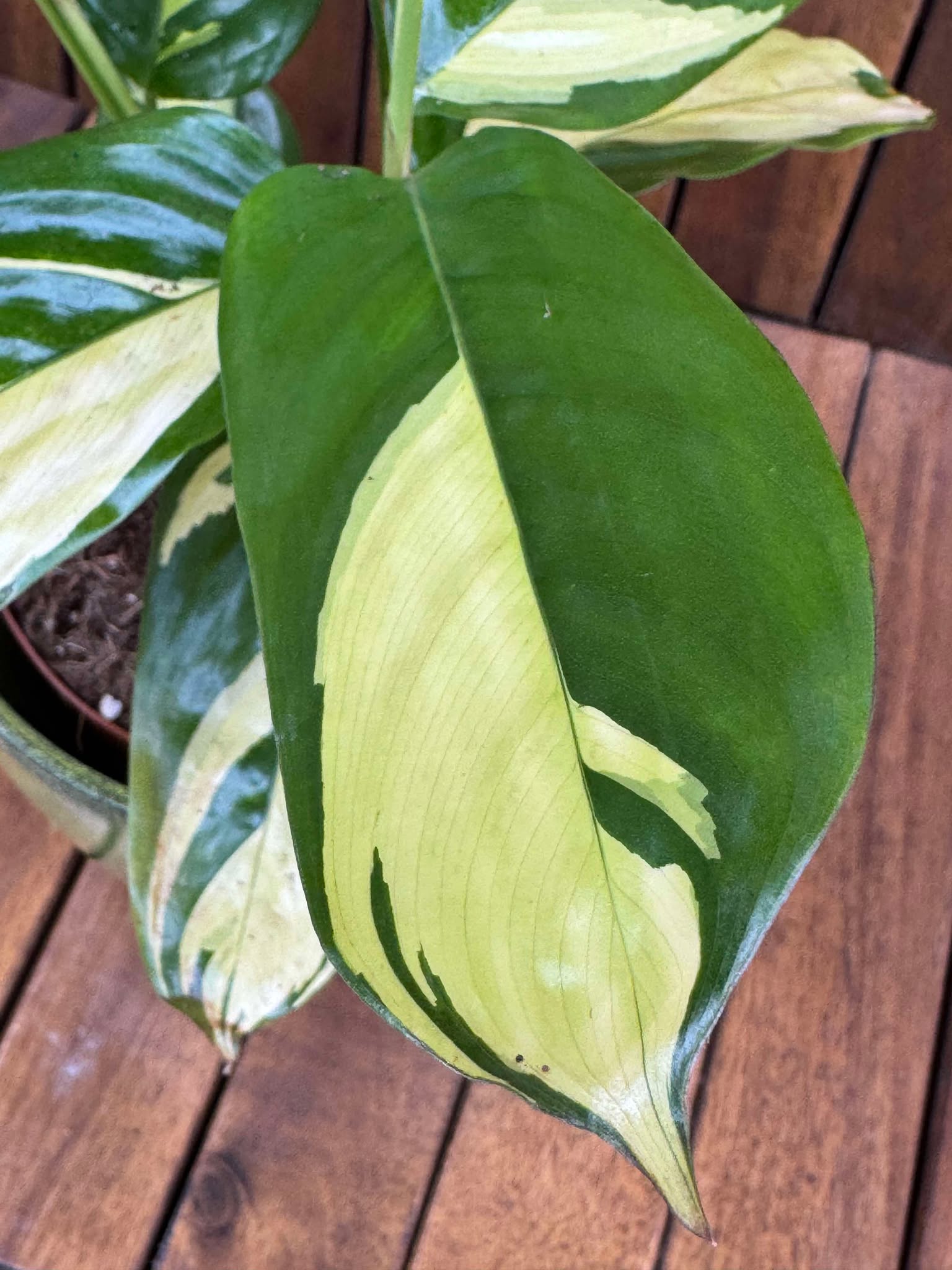 Ctenanthe Pilosa Golden Mosaic