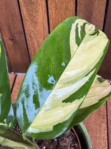 Ctenanthe Pilosa Golden Mosaic