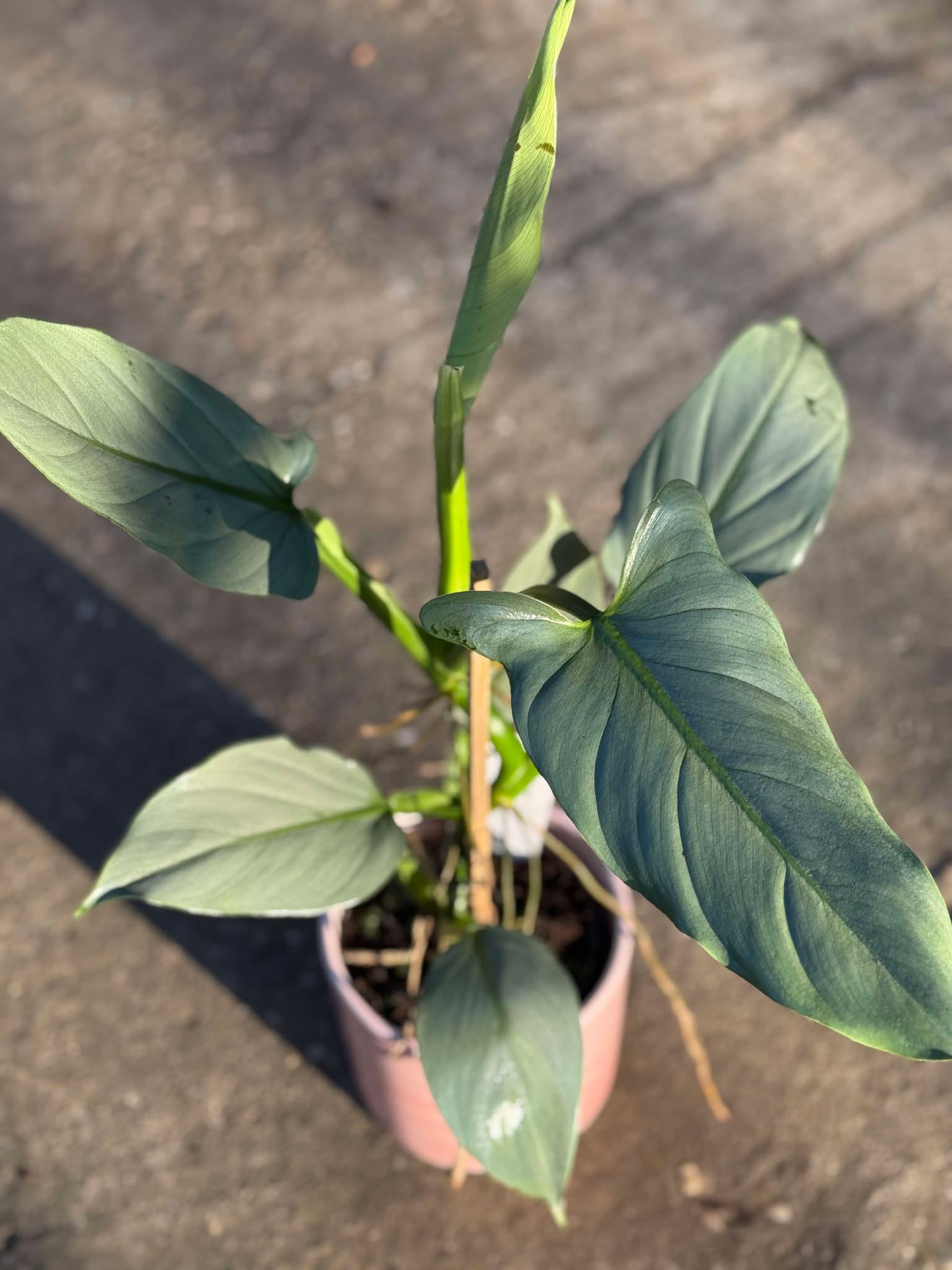 Philodendron Silver Queen