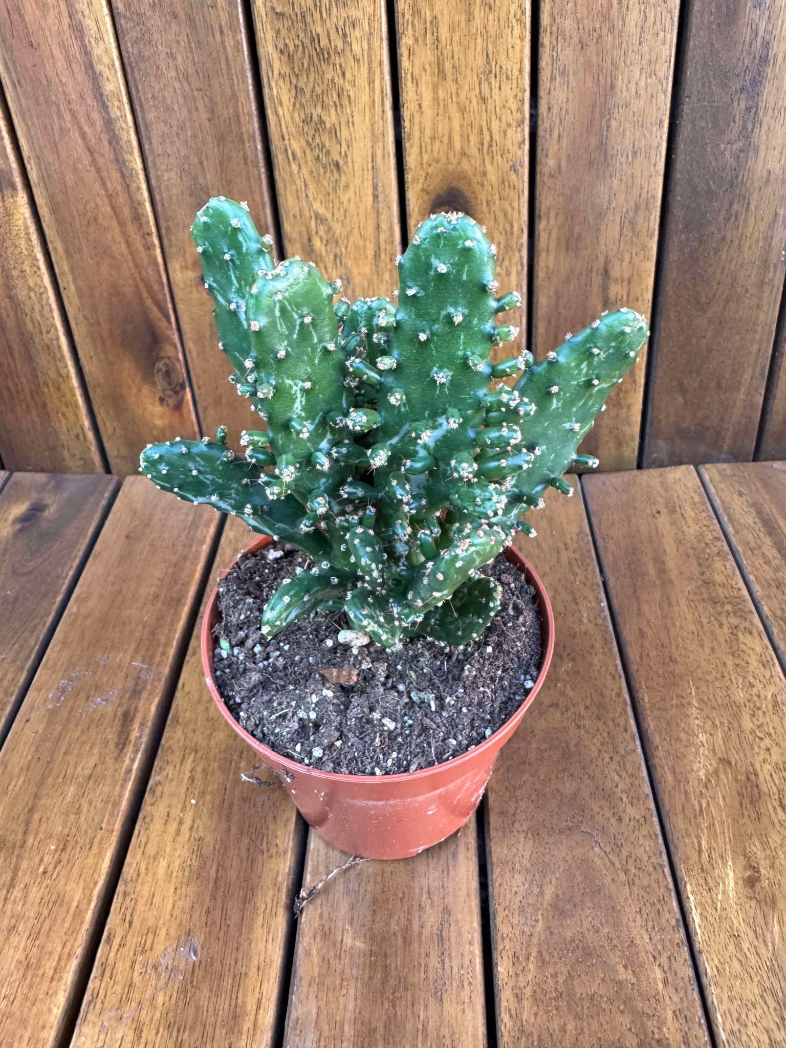 Opuntia Monacantha