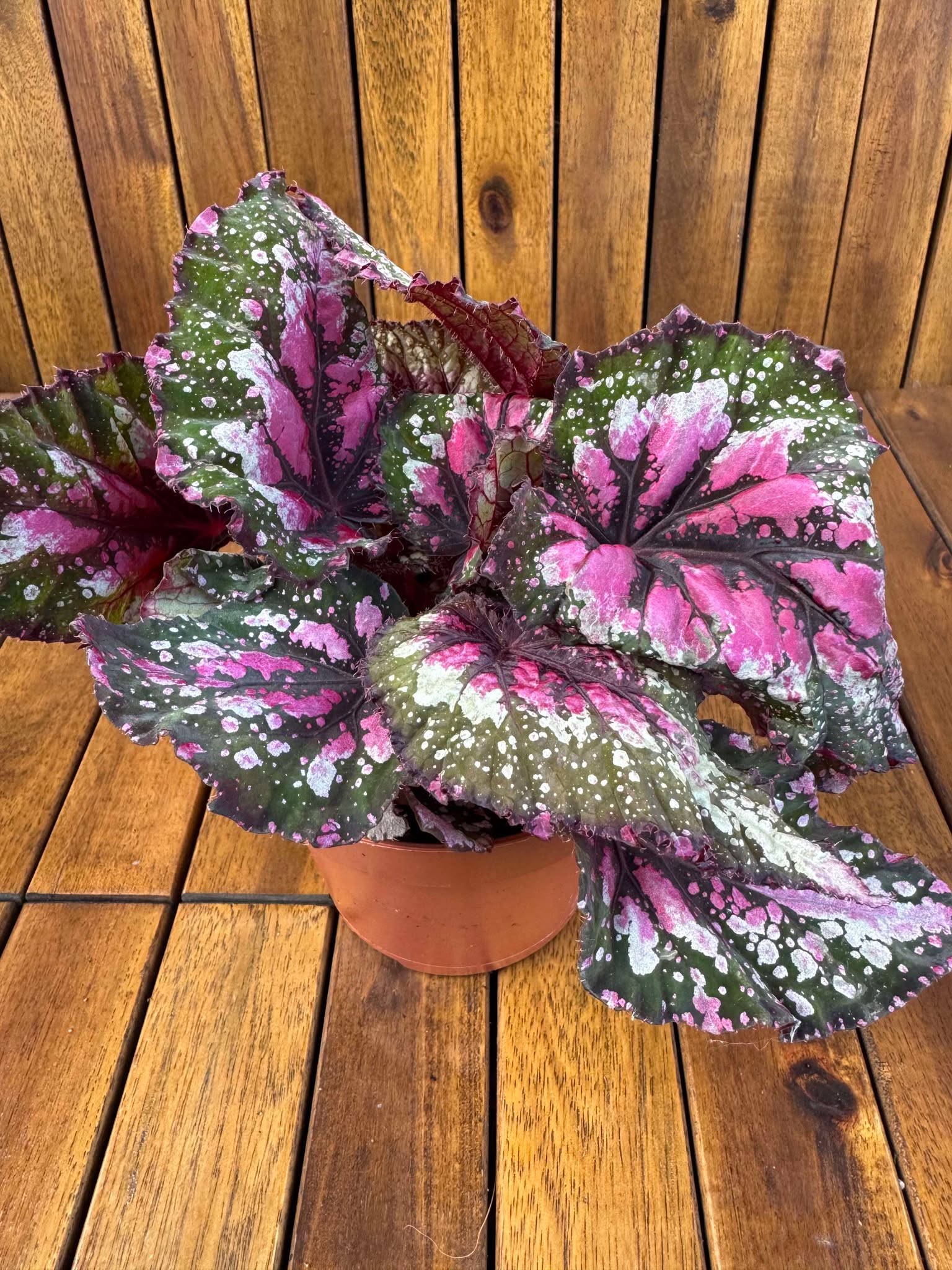 Begonia Rex