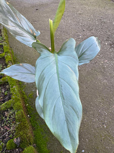 Philodendron Silver Queen