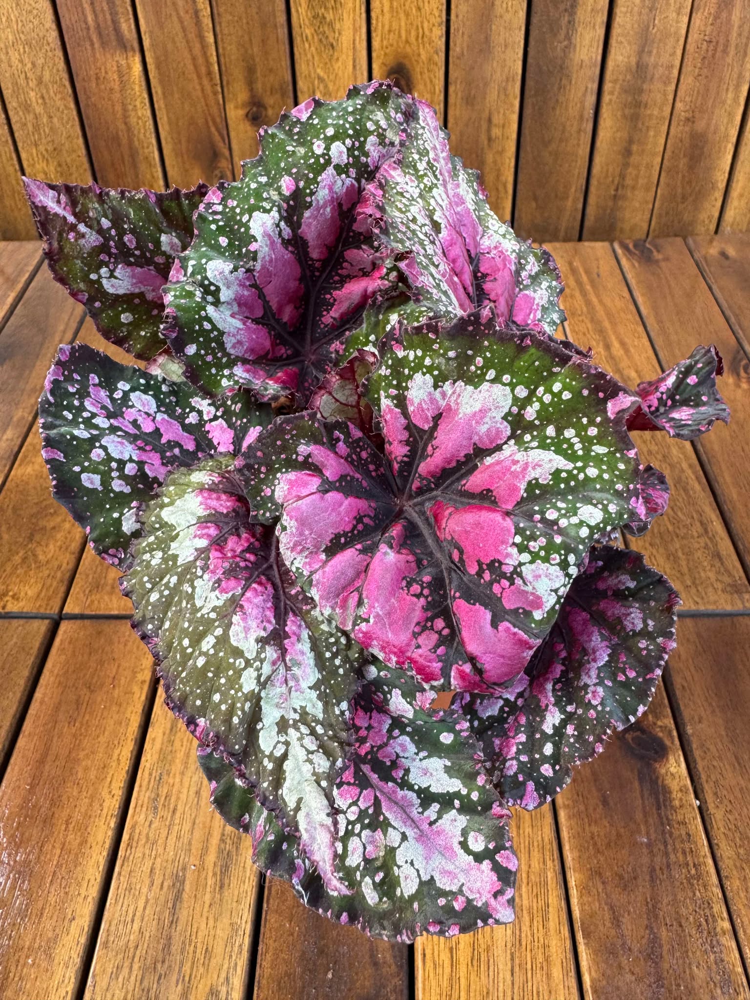 Begonia Rex