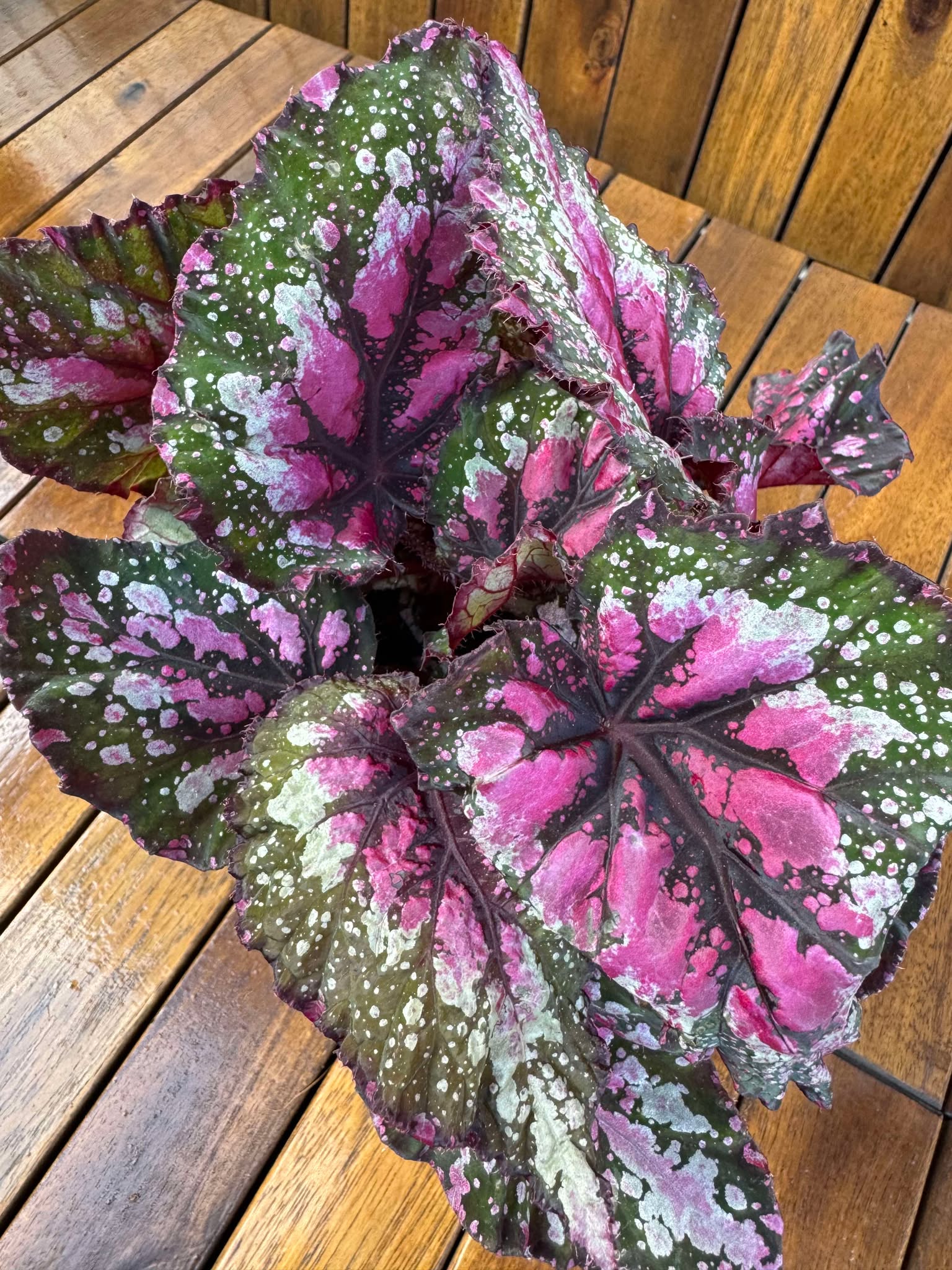 Begonia Rex