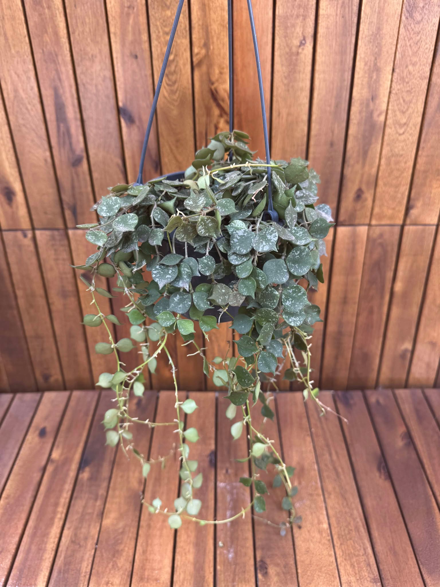 Hoya Curtisii D15