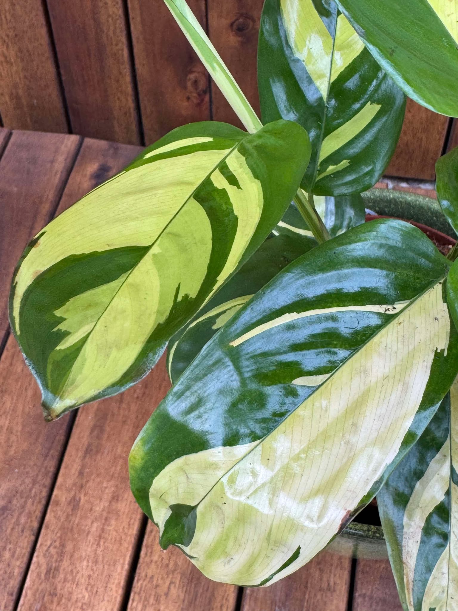 Ctenanthe Pilosa Golden Mosaic