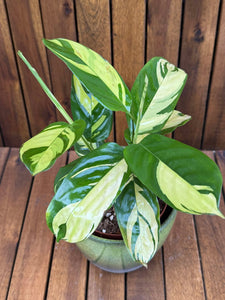 Ctenanthe Pilosa Golden Mosaic