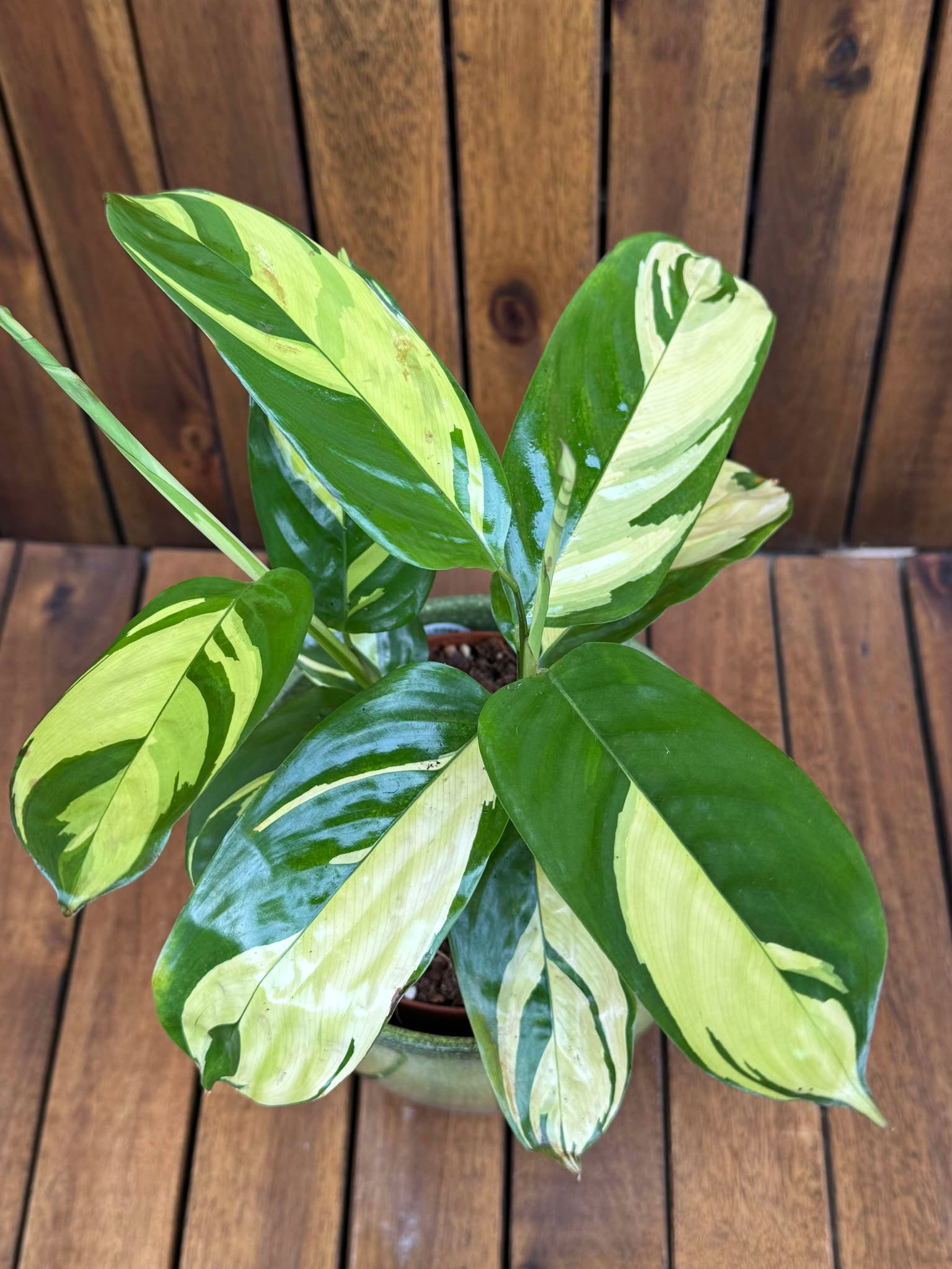 Ctenanthe Pilosa Golden Mosaic