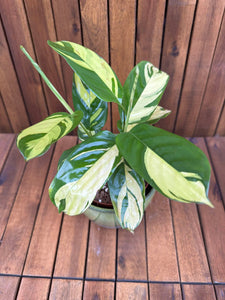 Ctenanthe Pilosa Golden Mosaic