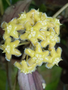 Hoya Erythrina