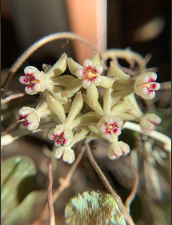 Hoya Curtisii D15