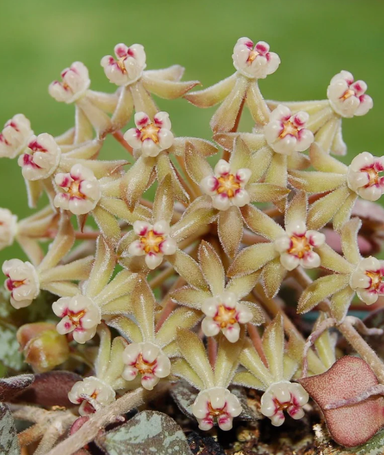 Hoya Curtisii D15