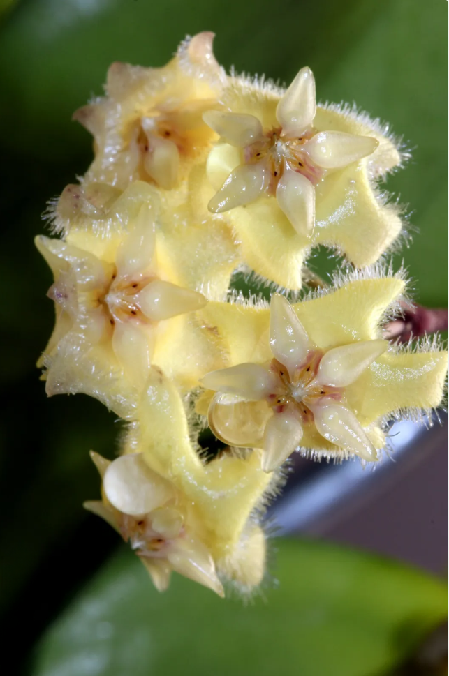 Hoya Erythrina