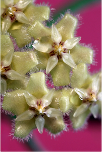 Hoya Erythrina