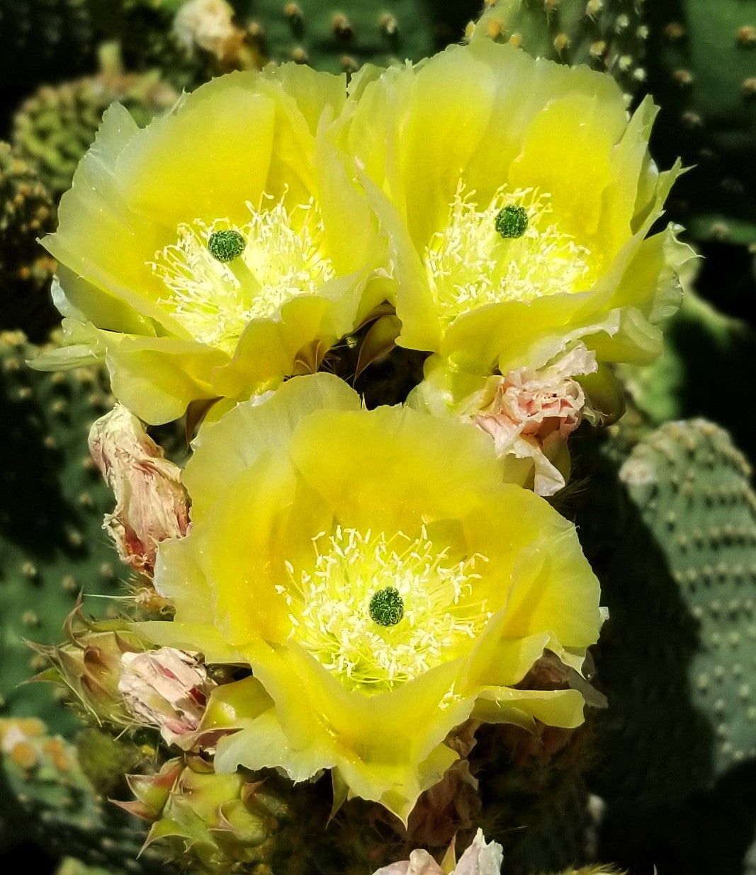 Opuntia Pallida