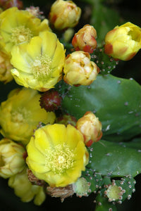 Opuntia Monacantha