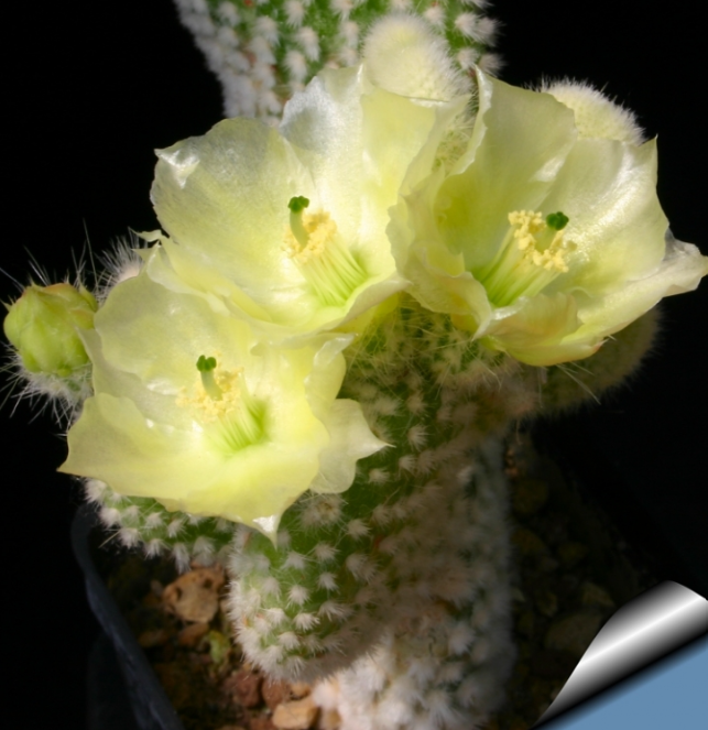 Opuntia Albispina