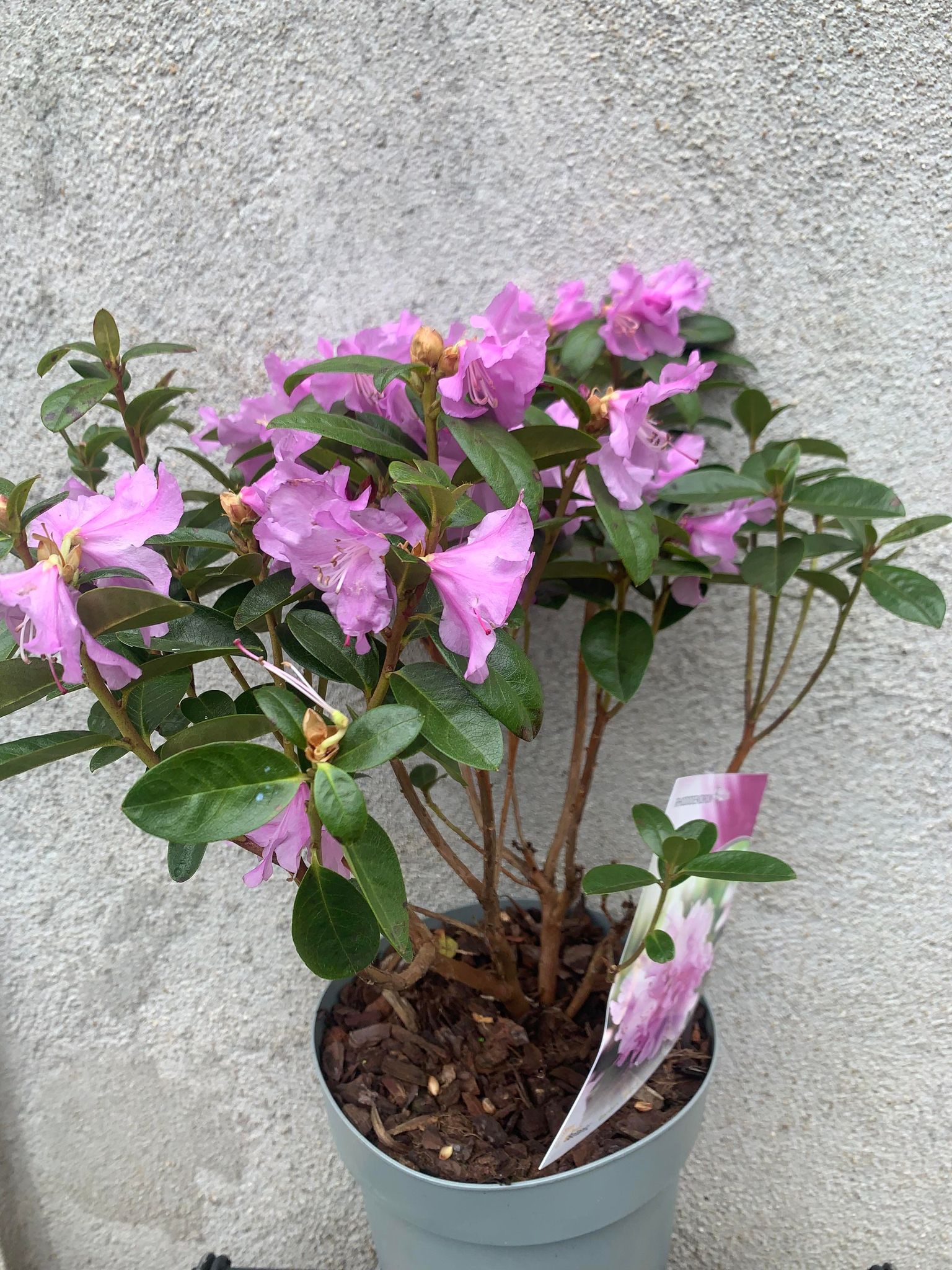 Rhododendron Praecox (fara flori)